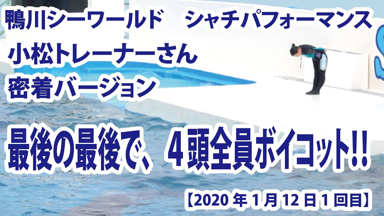 最後の最後で、４頭全員ボイコット！　小松トレーナーさん密着バージョン【2020年1月12日1回目　鴨川シーワールド　シャチパフォーマンス】