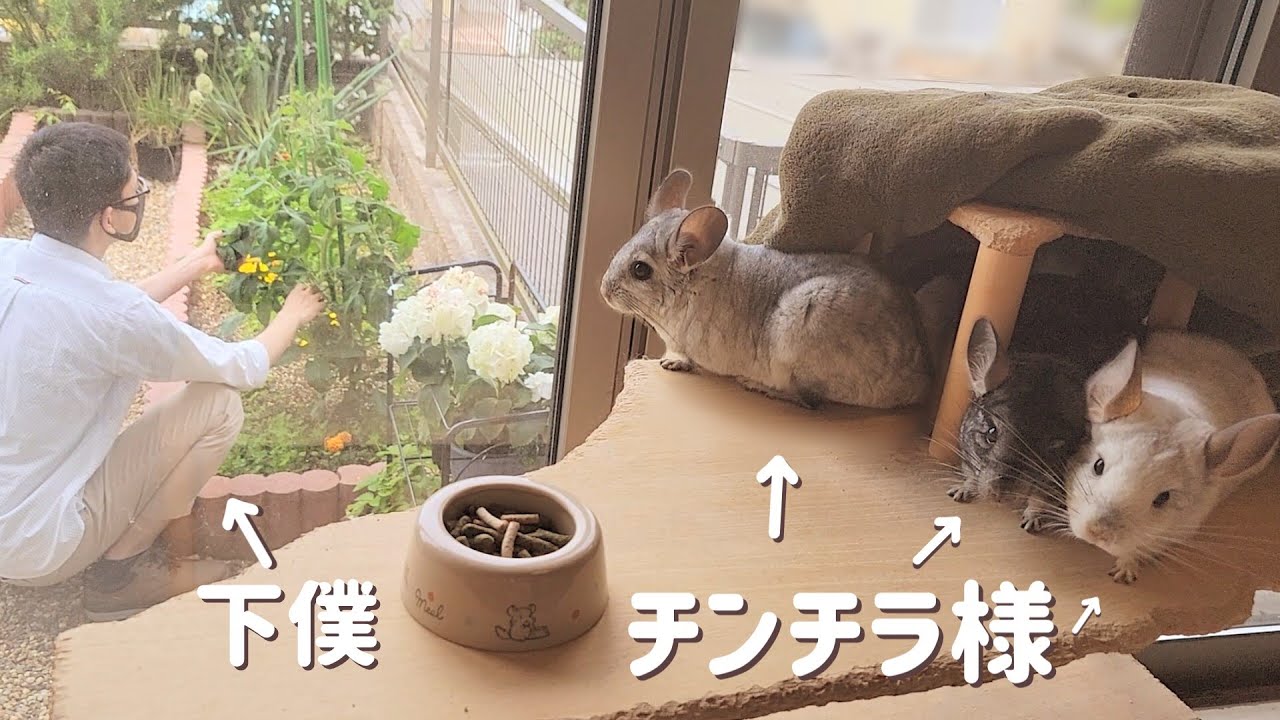ねずみ11匹と暮らす夫婦の休日【モルモット】【チンチラ】