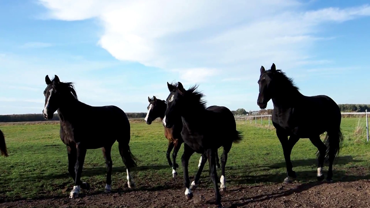 Horses by Nova Stables, Beerta Groningen