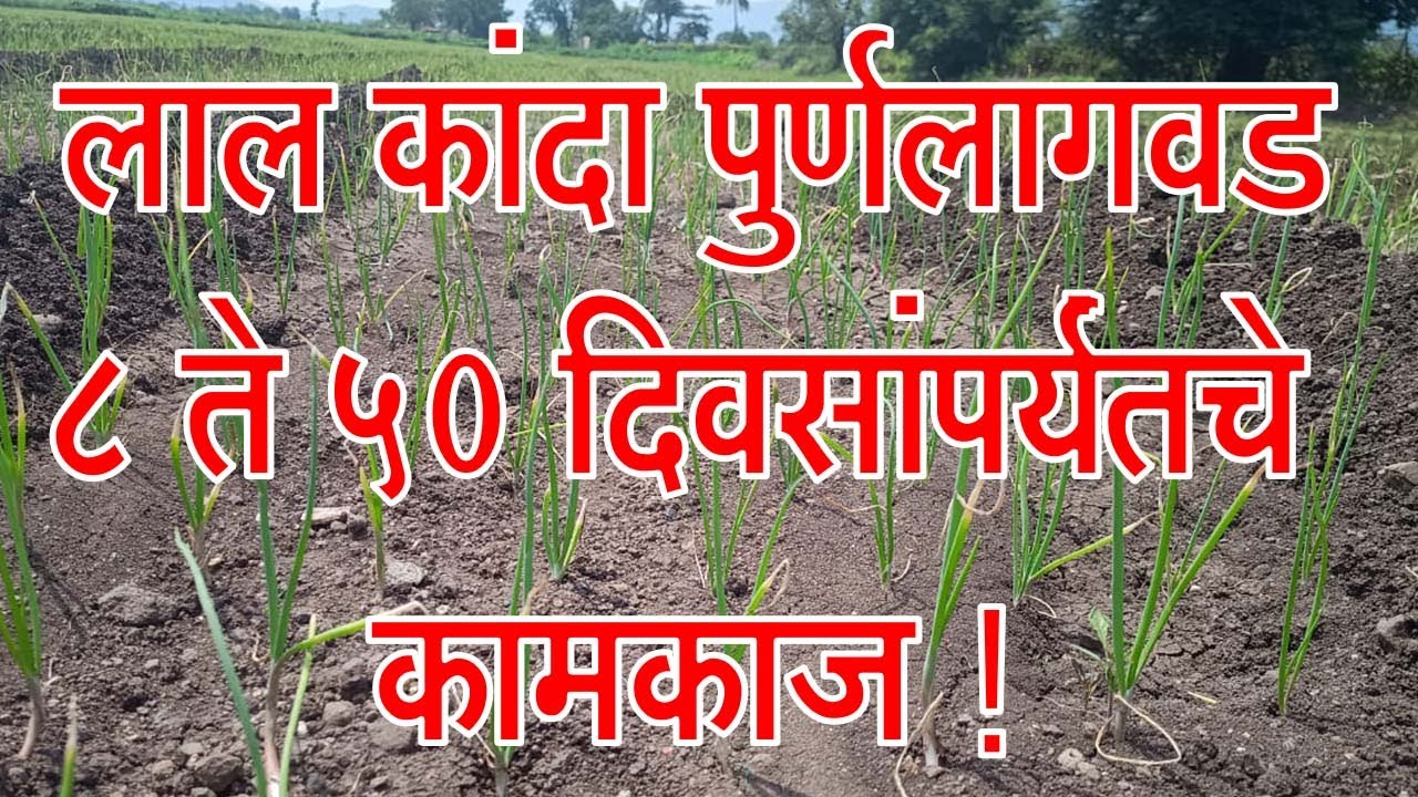 लाल कांदा #पुर्णलागवड-८ ते ५० दिवसांपर्यंतचे कामकाज !।#Doctor_Kisan#कांदा_लागवड#माहिती#onion#प्याज़।