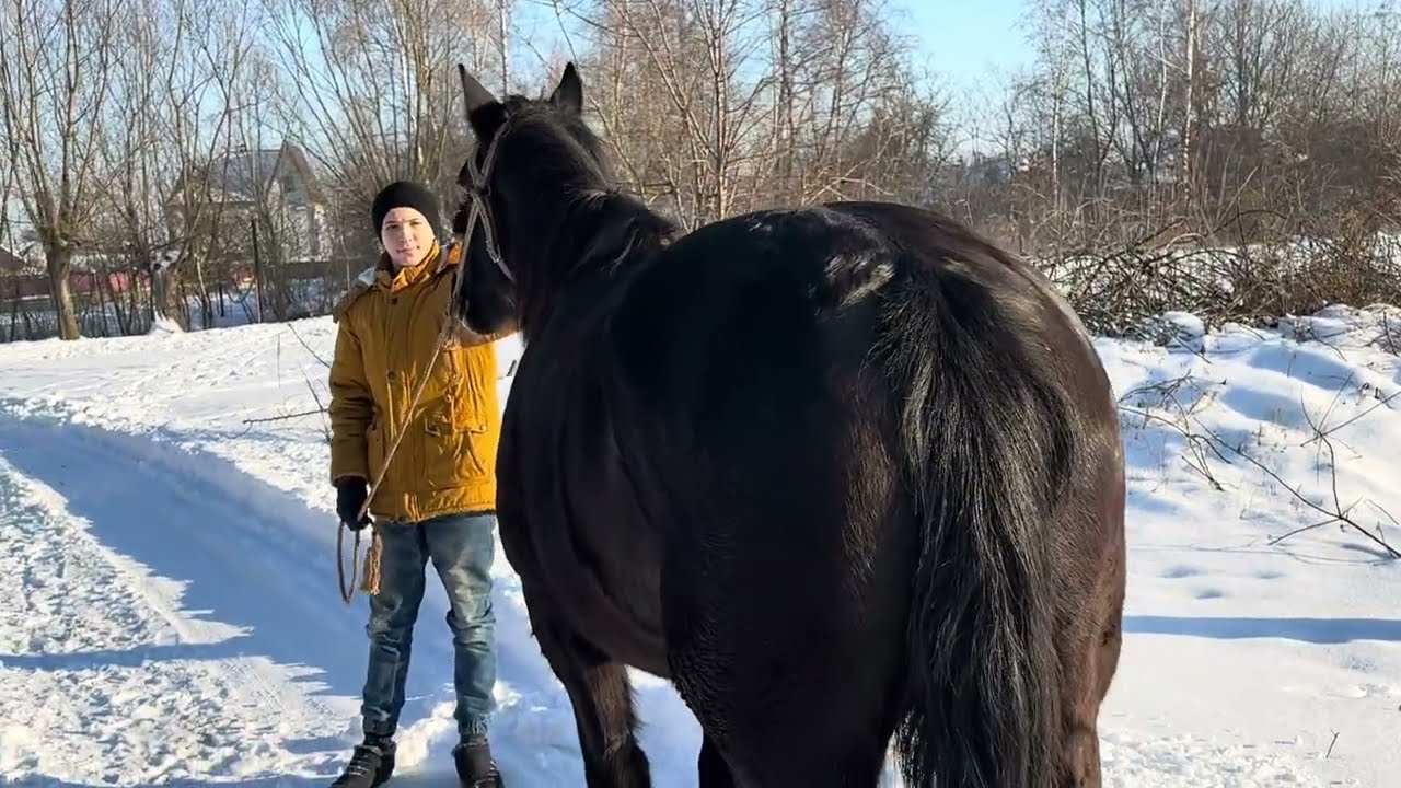 Кобила на Продажу