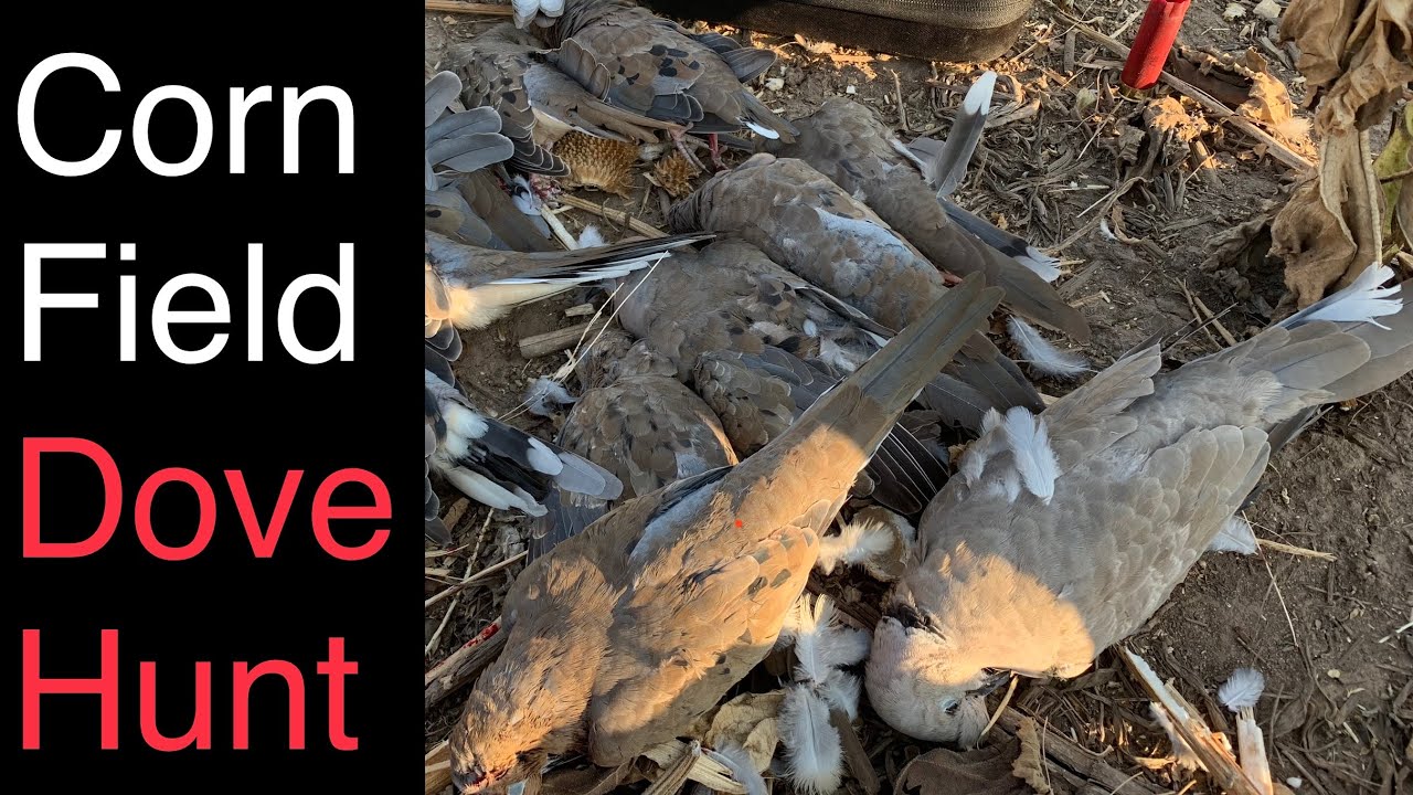This Late Mourning Dove Hunt was EPIC!!! Kansas Opening Weekend