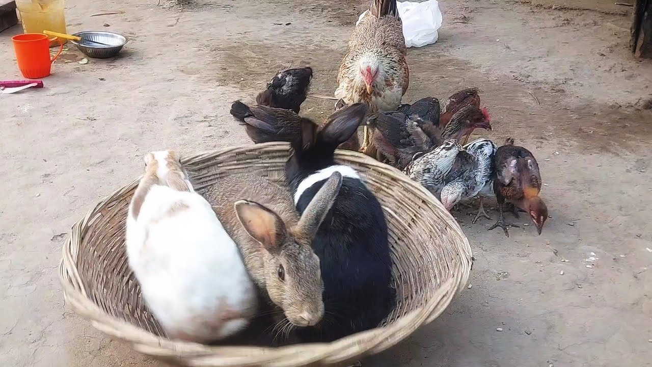 Chicken chicks and rabbits video