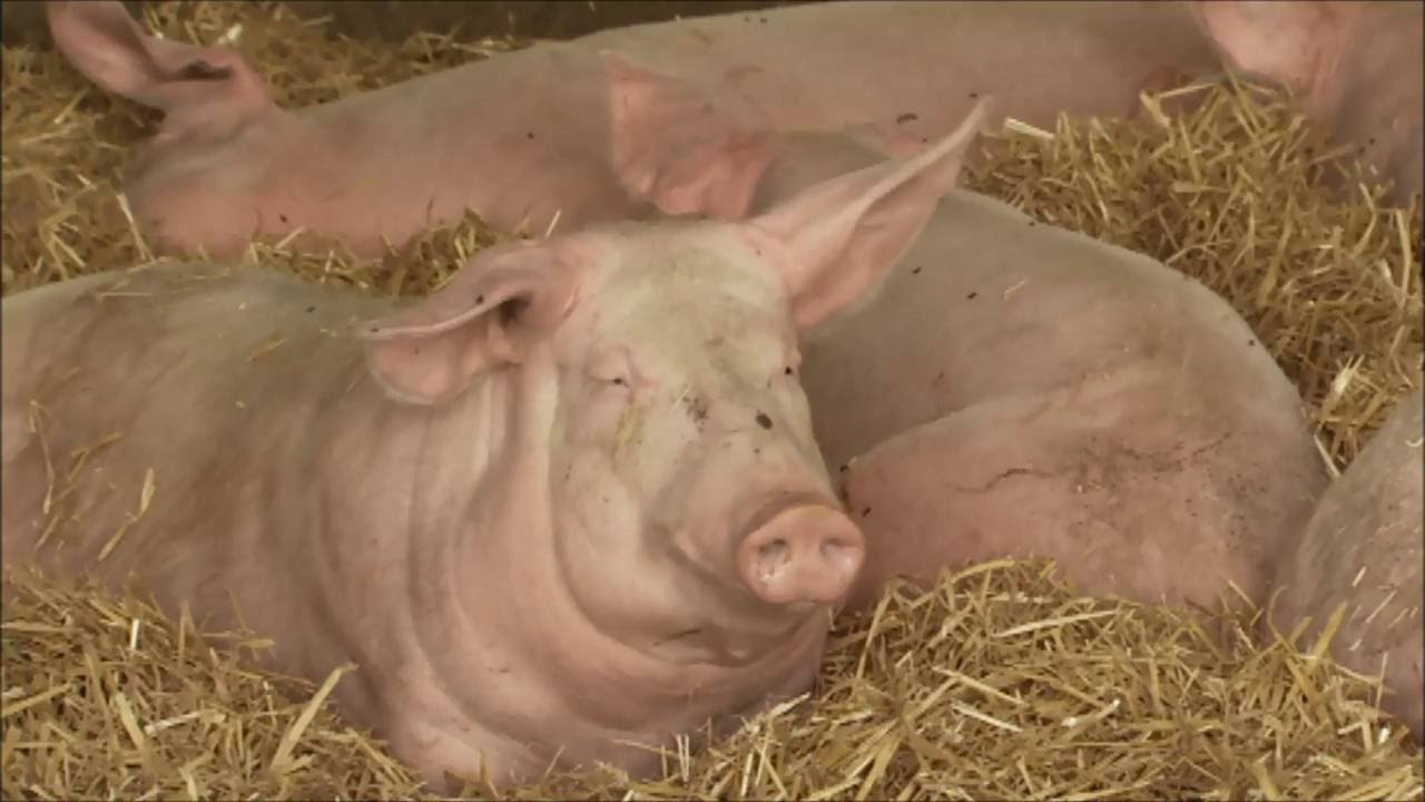 Landwirtschaft in Bayern: Landkreis Neu-Ulm