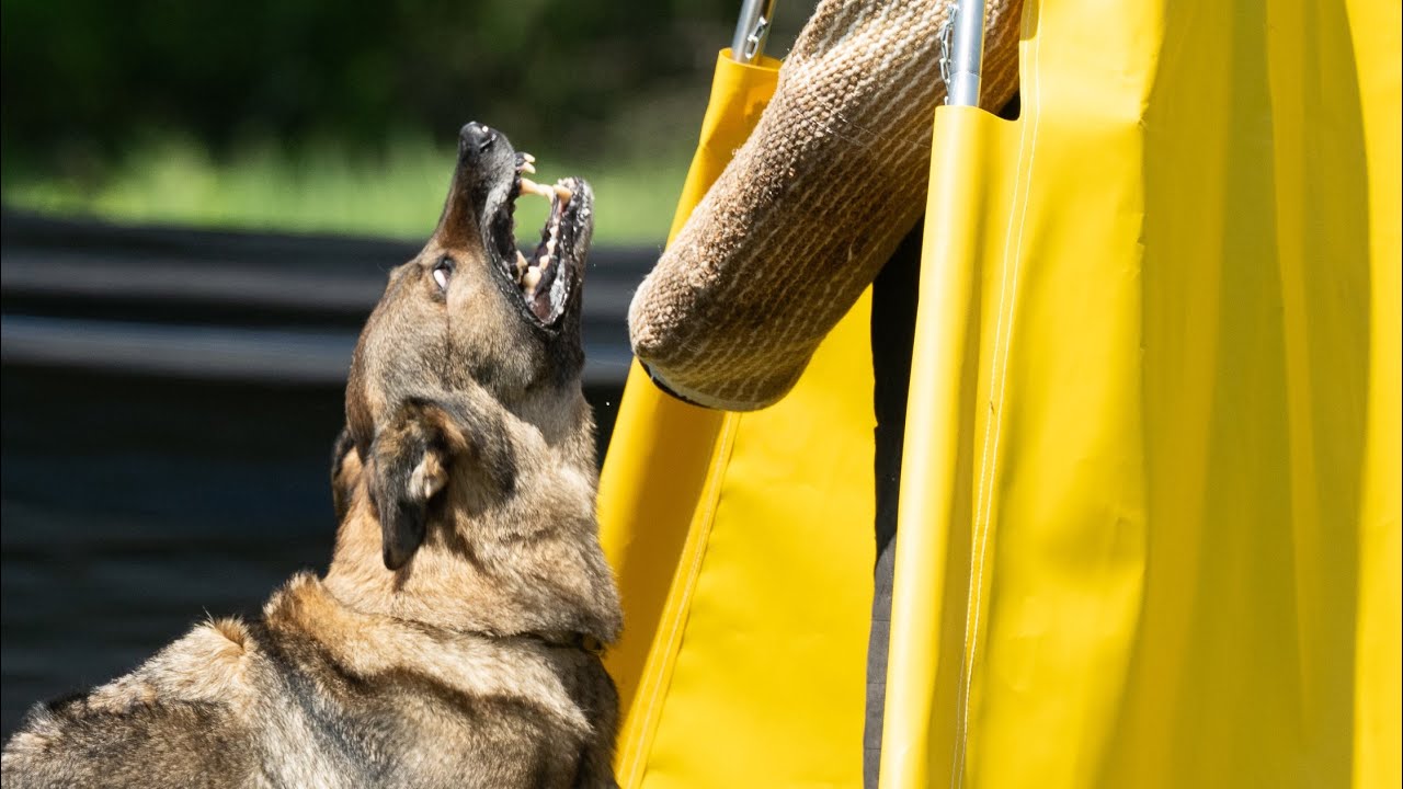 Working Dog Championship IGP Protection￼ 70 Points