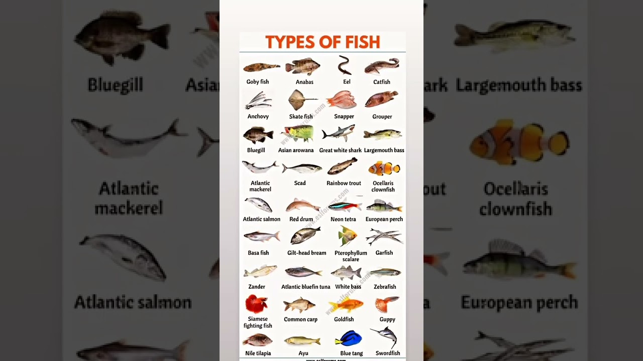 types of fish 🐠 Fish name📝