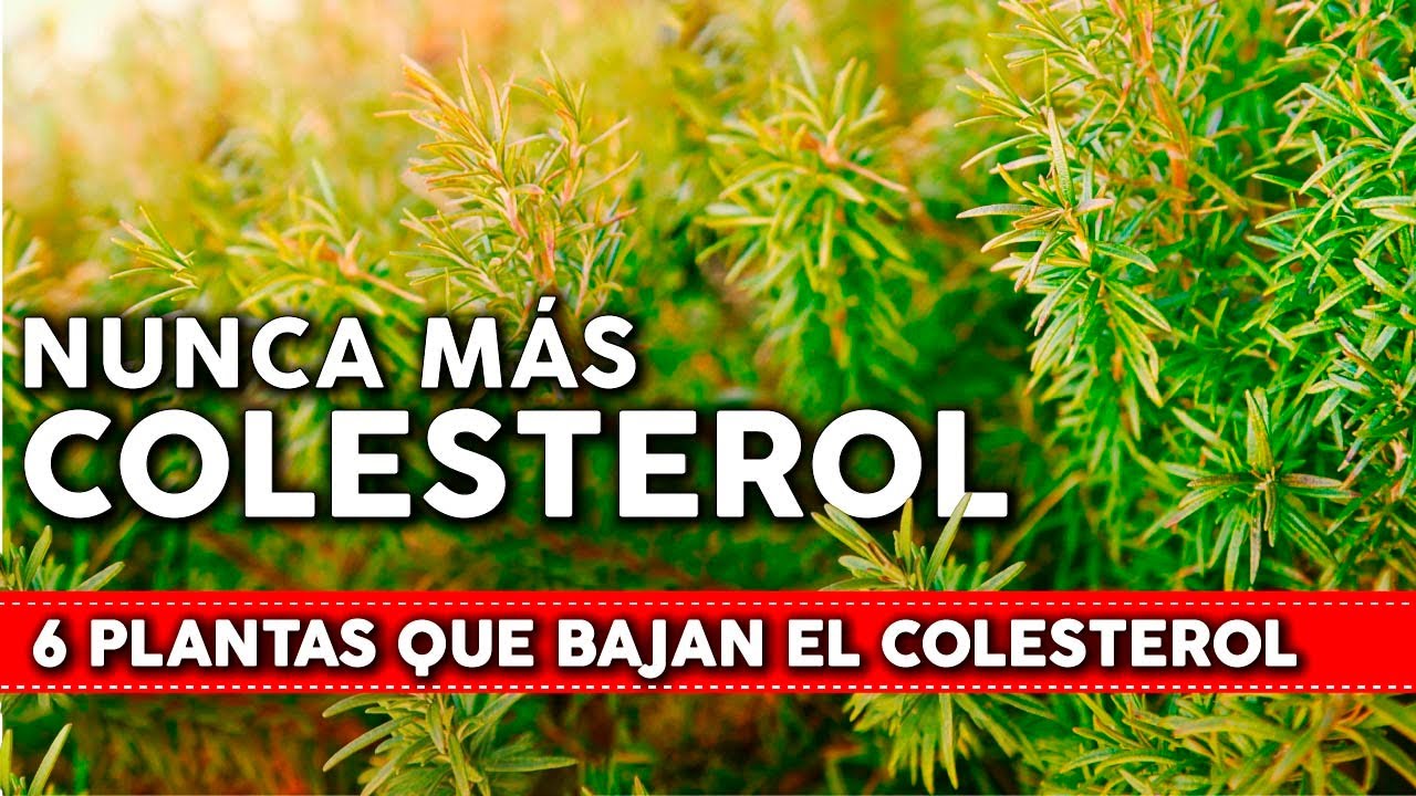 6 Plantas que bajan el COLESTEROL de forma natural - Cómo usarlas y cómo cultivarlas en tu jardín