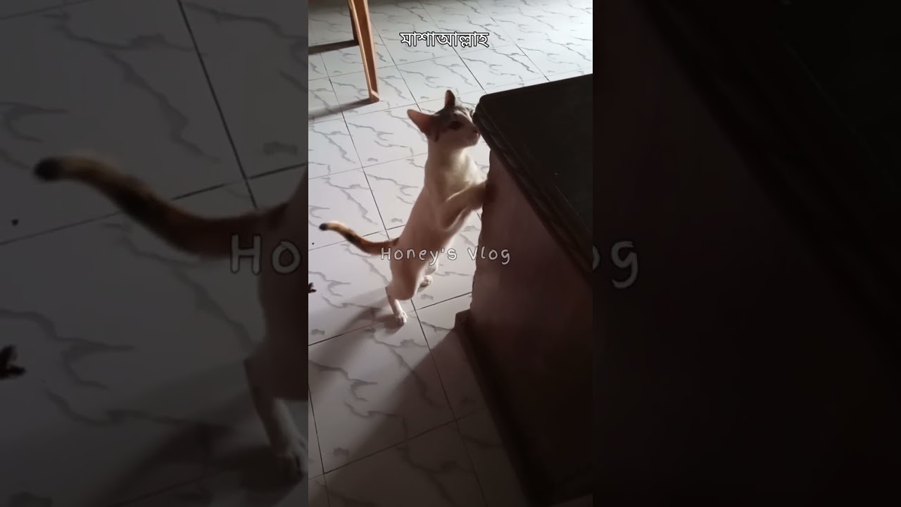 #catfunny #catvideos #cute