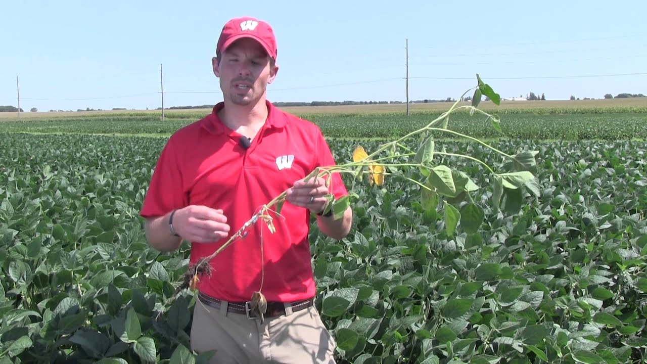 White Mold in Soybean