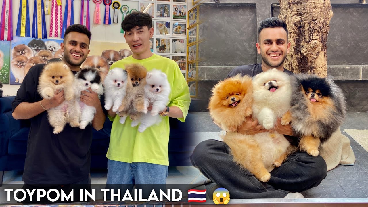 Best ToyPom Kennel in Thailand🇹🇭with More than 500 Dogs😱| Hero Pom Thailand🏝
