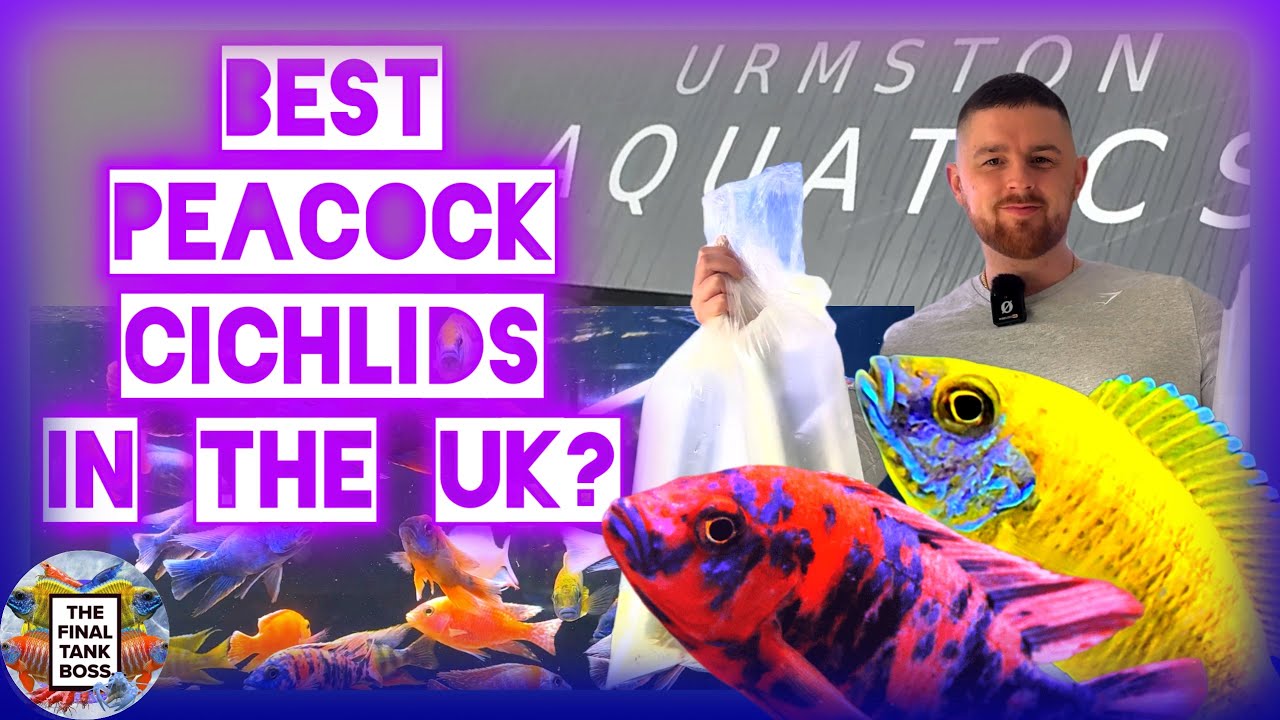 Urmston Aquatics: These Peacock Cichlids will blow your mind!