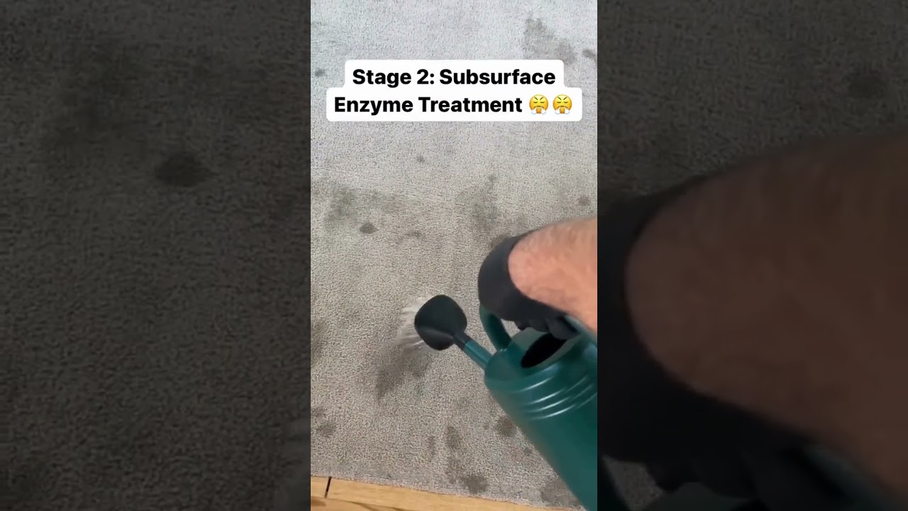 Pet Odor Removal & Urine Decontamination | Ultra Steam Carpet Cleaning in Rocklin, CA