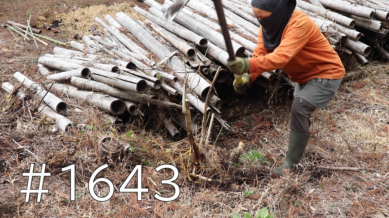足場の悪い竹置き場に密集する蔓の根を一掃したい！鶴嘴で一本一本伐根していくぞ！