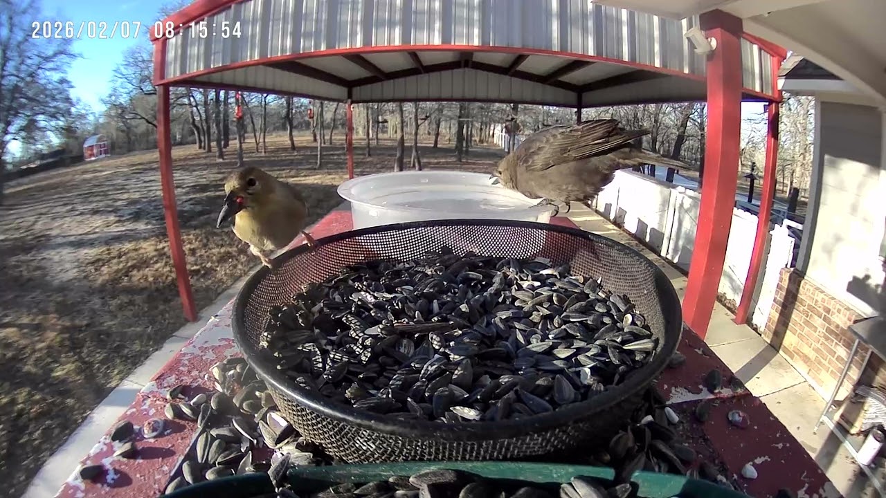 Goldfinches Not Sharing 