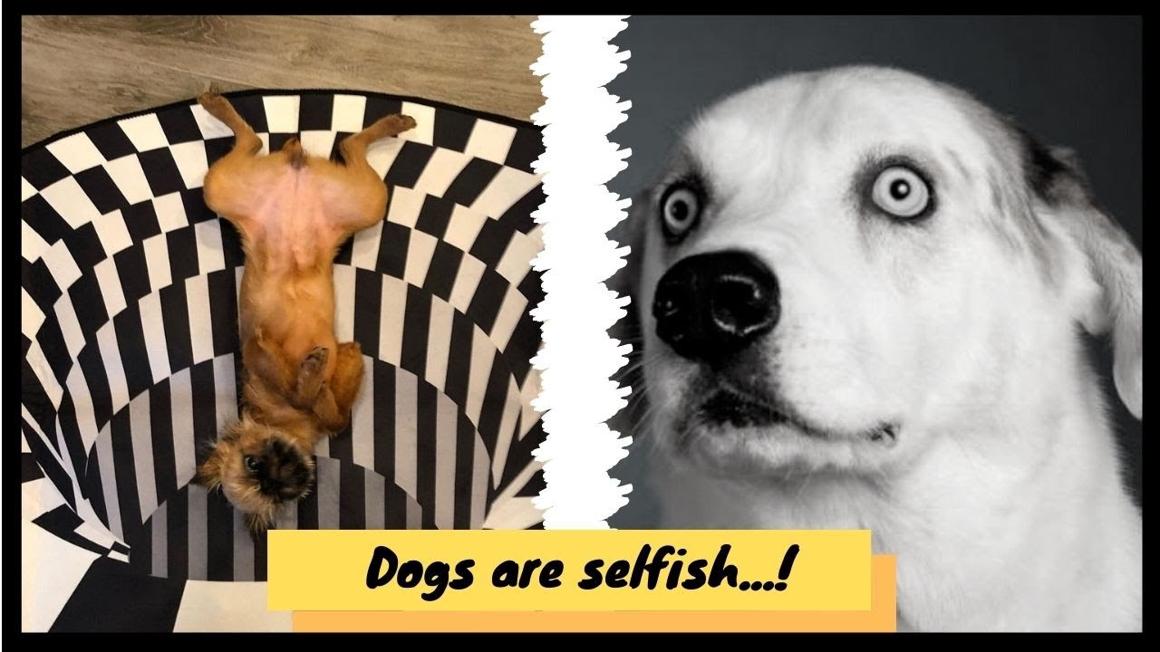 🐶 Funny Dog Videos 2021-vid&eacute;os chien-with the vortex illusion 3D #dogsfunny #dogsday #dogsfunnyvideo