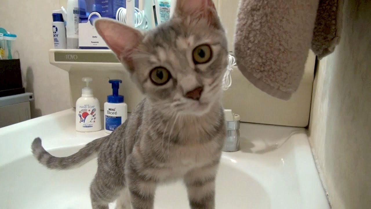 探検キャット - Adventure Cat -