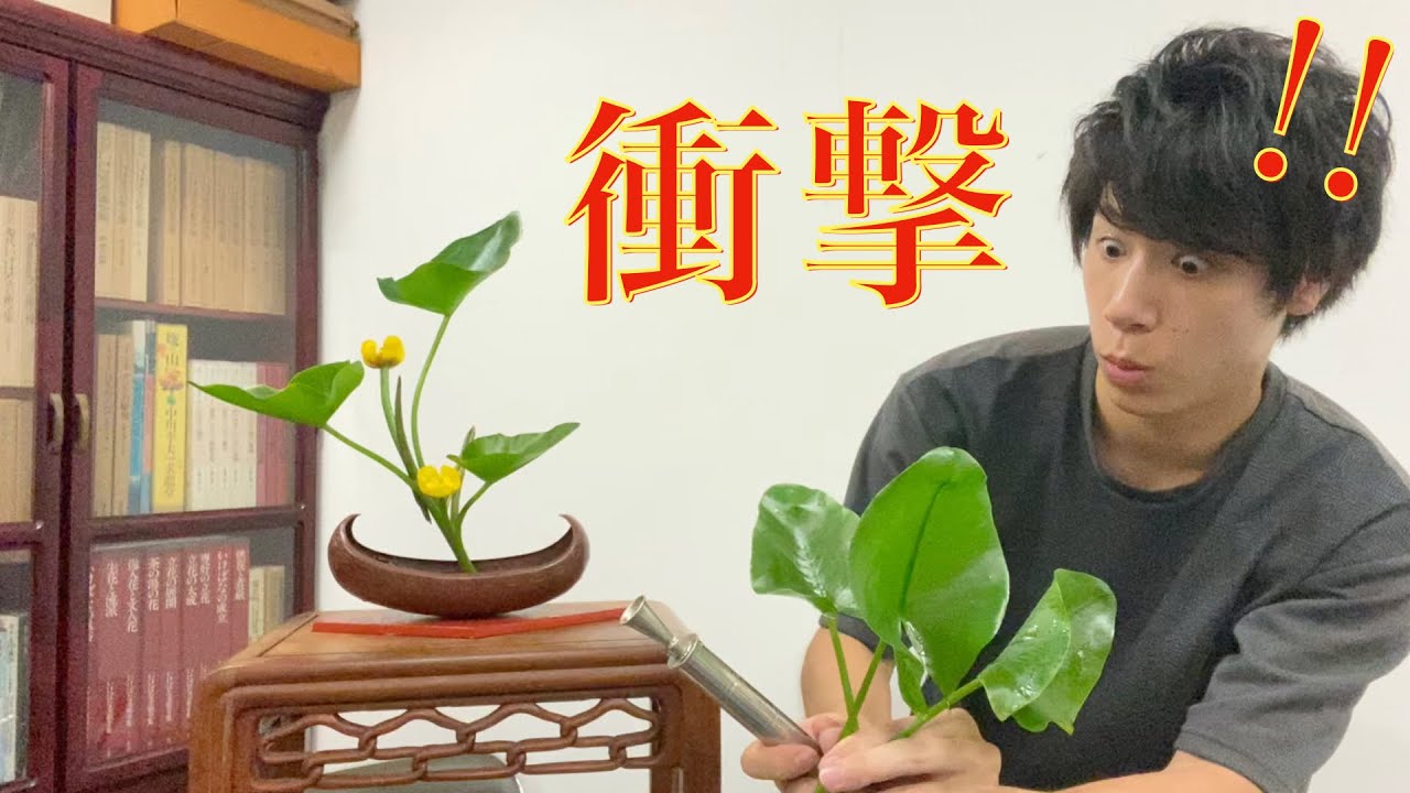 【生け花】閲覧注意！河骨の水揚げがゾッとする美しさ...！！【Ikebana】