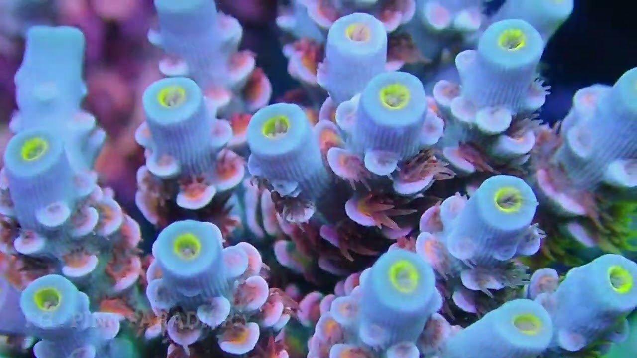 Frag Garage Best Acropora Tenuis Corals