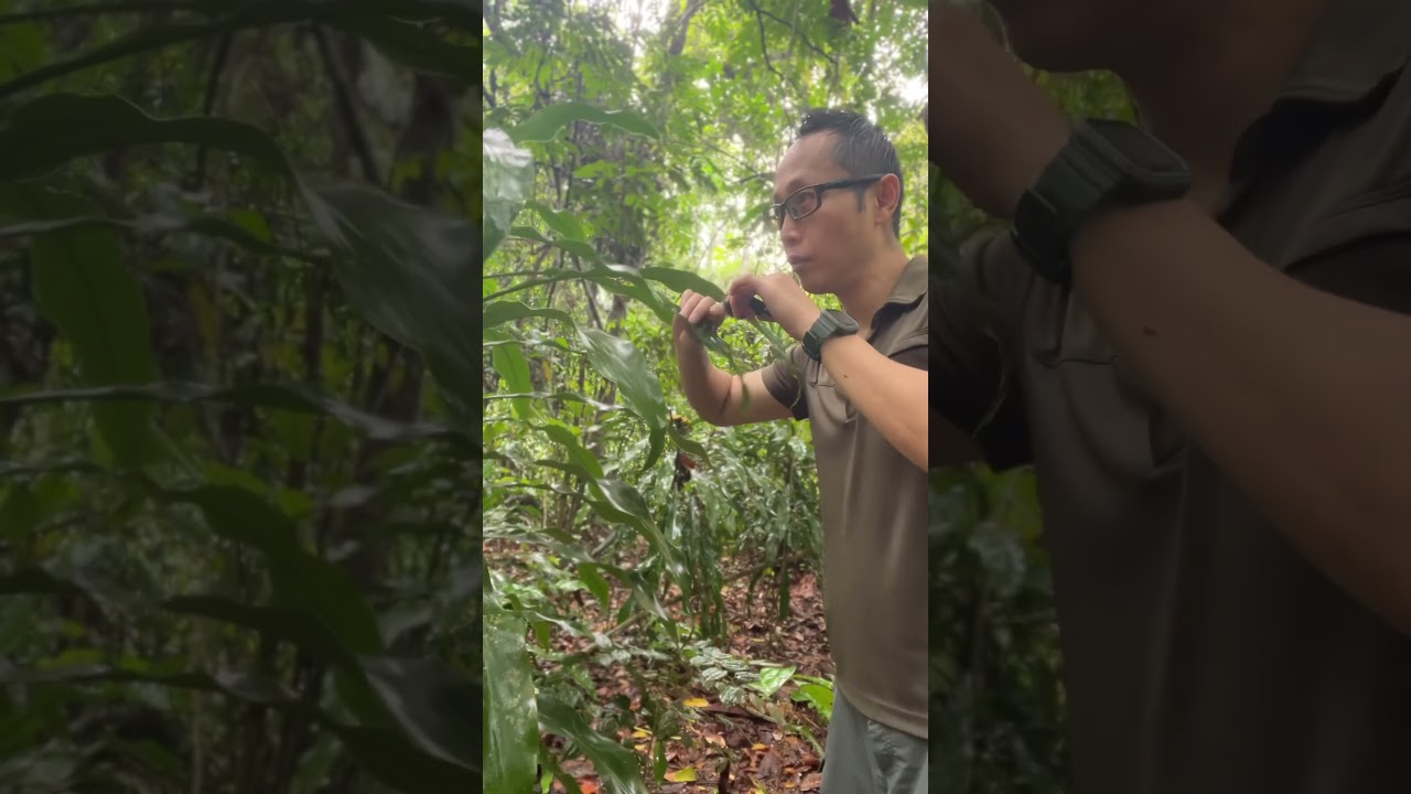 Outdoor Asmr nature in less than 1 min. #shorts #asmrnature #relaxingasmr #asmroutside #calmasmr