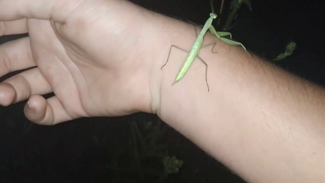 Как поймать богомола и не только