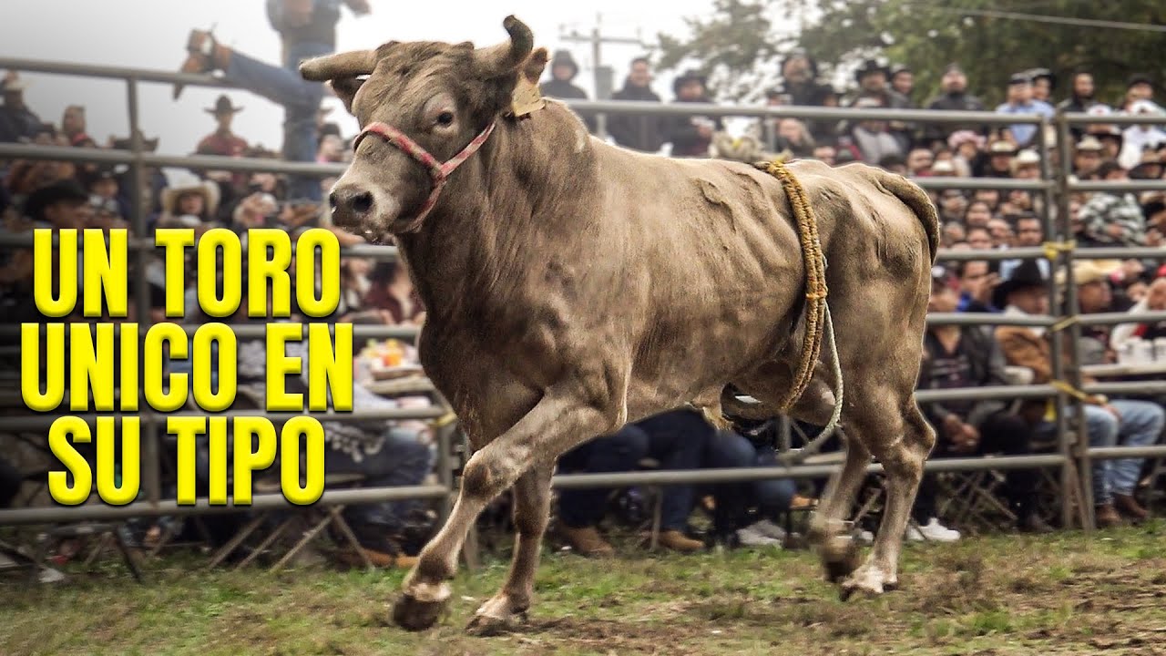 G63 DE LOS TORO  MÁS CAROS DEL MUNDO // Rancho El Aguaje en North Haven, Connecticut