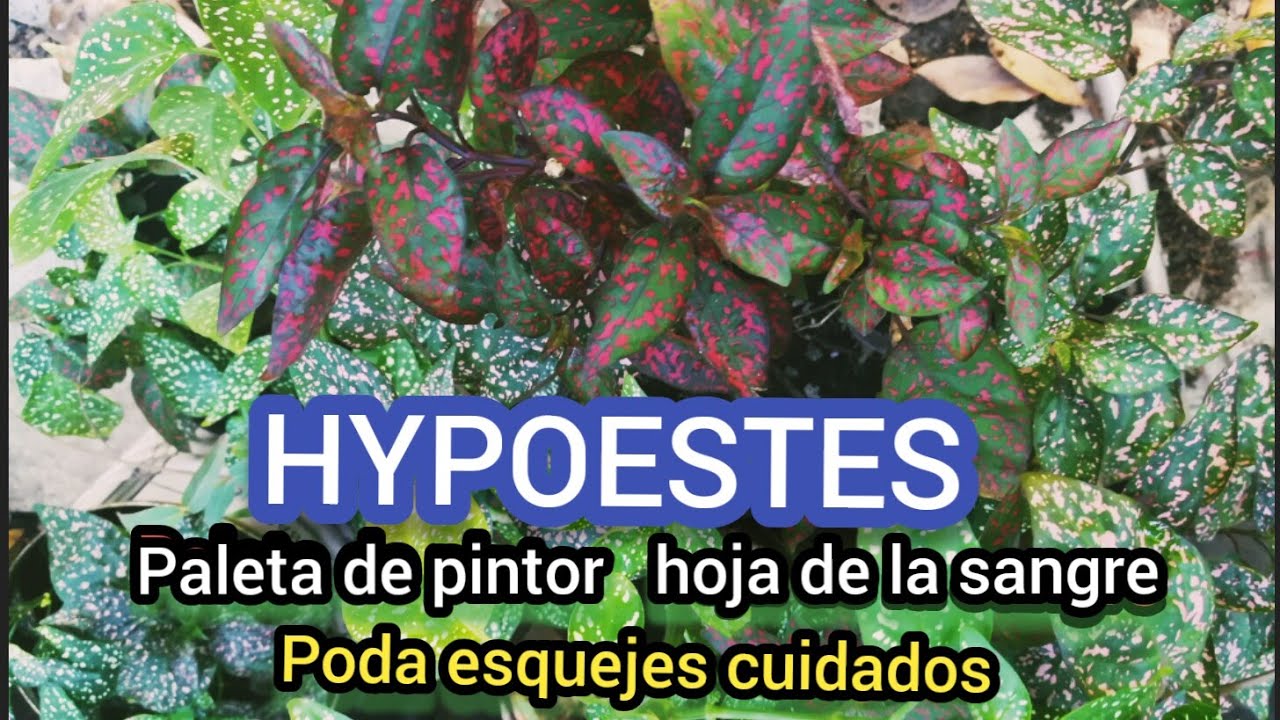 HYPOESTES PALETA DE PINTOR HOJA DE LA SANGRE CUIDADOS PODA Y ESQUEJES🍃👏