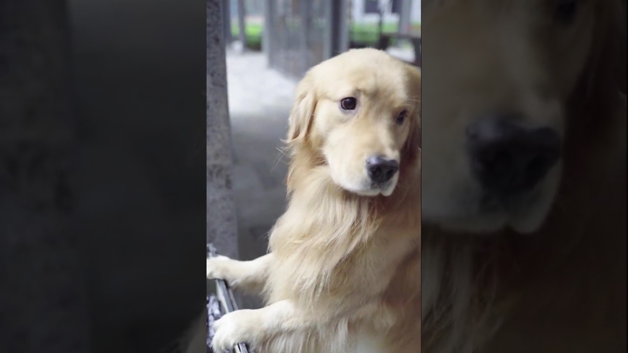 कुत्ता गांव में रहने में बहुत सहज है। #dog #pets #shorts