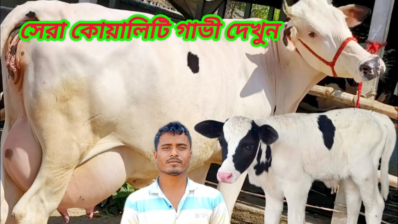 @আজ ২১/১/২০২৬/ সেরা কোয়ালিটি ২০-২৮ লিটার দুধ ২ দাঁতের গাভী দেখুন। 