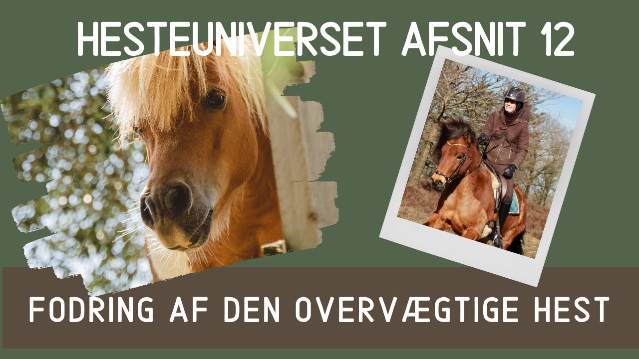 HesteUniverset Afsnit 12 - fodring af den overvægtige hest, så den taber sig