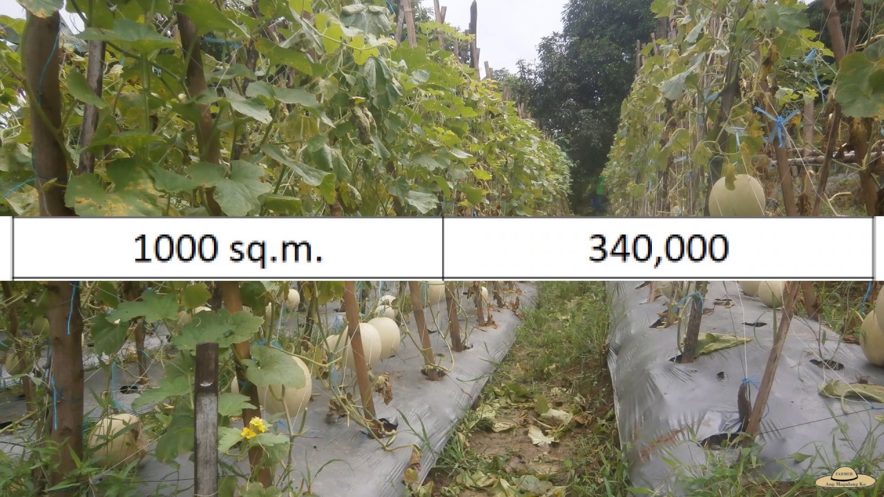 v78: Honeydew Fertilizer Application and Harvesting | Return of Investment Results |Part 3