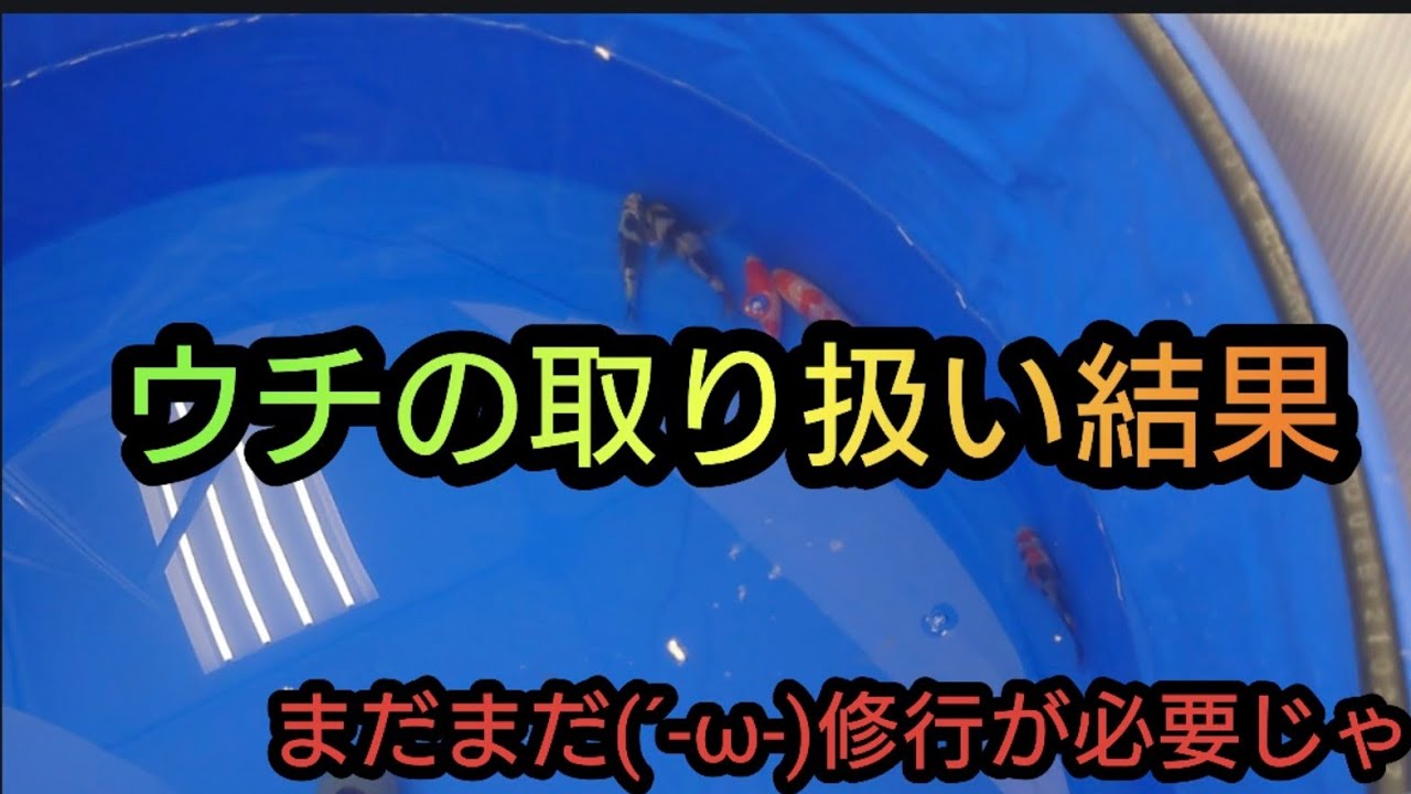 ウチの取り扱いした鯉の結果