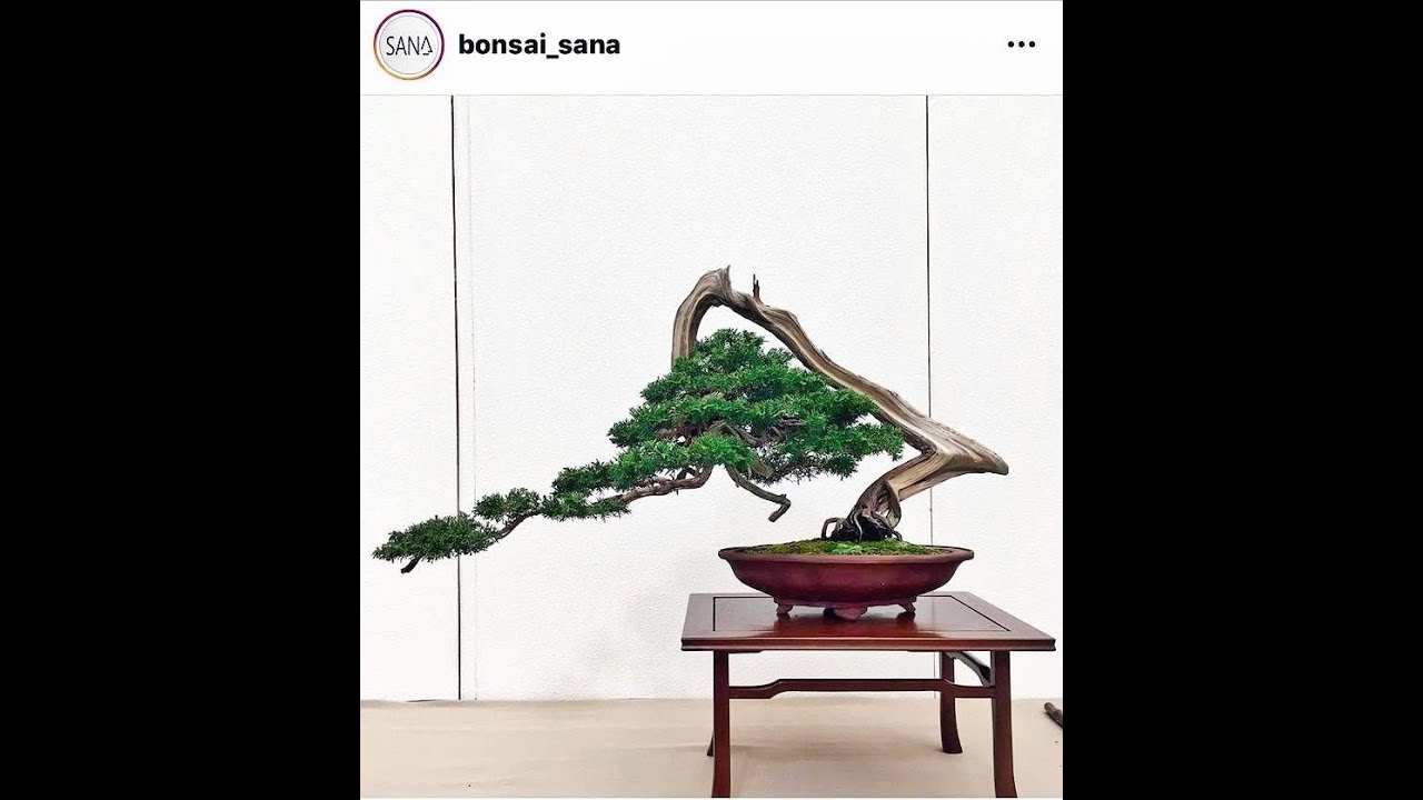 NHỮNG TÁC PHẨM BONSAI DÁNG LÃO NHẤT ĐỊNH PHẢI XEM