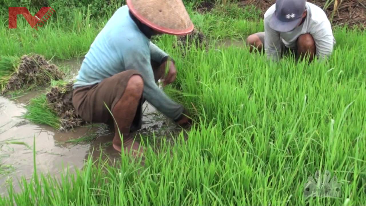 #1 - Jika Aku Menjadi Buruh Tani