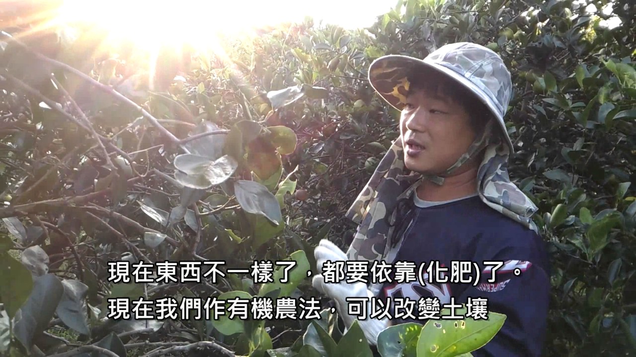 台南柳營全益有機柳丁 - 吳政憲 - 柳丁達人