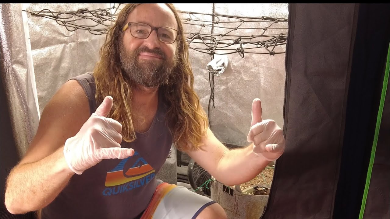 2 IN GROW DOTS HARVEST DAY 65 of FLOWER plus how we set up the dry tent