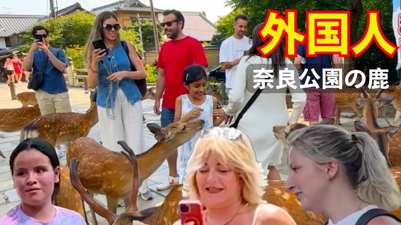 「鹿カワイイ！」外国人観光客が日本で初めての鹿煎餅の餌やりに絶叫する