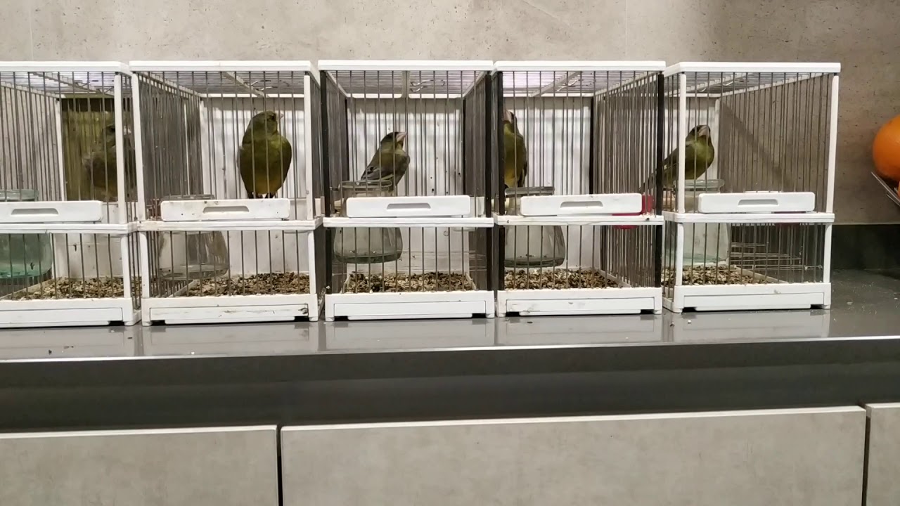 Noveles de verderón flojitos que pintan bien