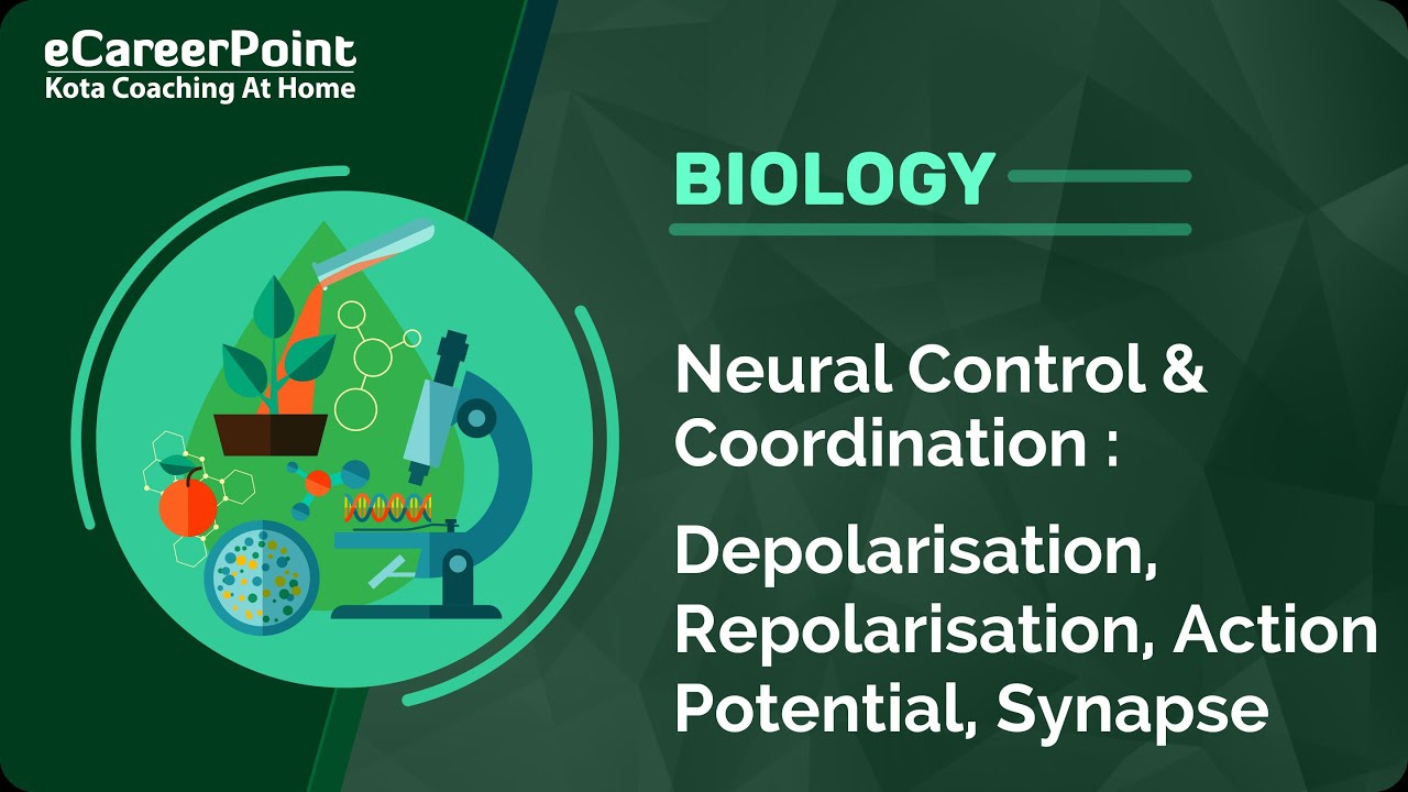 Neural Control & Co-ordination Video Lecture | Biology | NEET | eCareerPoint English