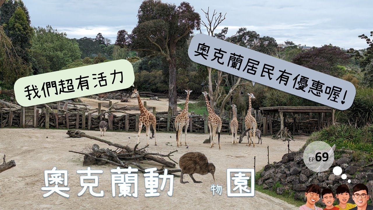 奧克蘭動物園 | 孩子的動物天堂  #aucklandzoo #newzealand