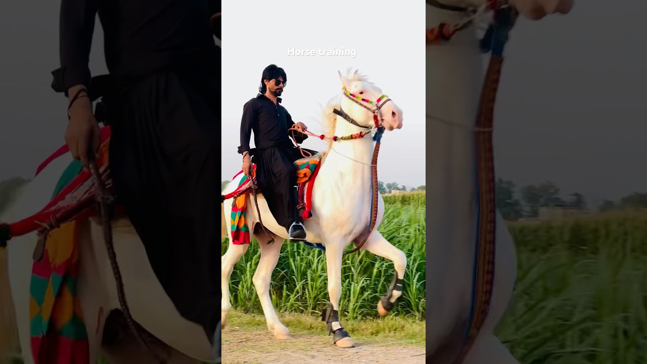 Horse trading 📍rewal chal #horser #youtubeshorts #horserider #indianhorse