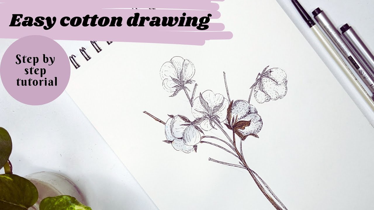 How to draw cotton flowers. Cotton flowers perspectives. Floral illustration. Step by step tutorial.