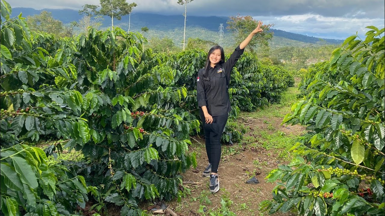Mudahnya perawatan kopi sistem pagar
