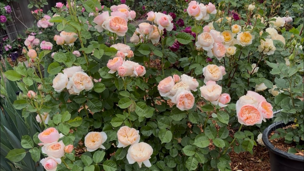 Juliet, Beatrice. Constance David Austin English Roses in the Garden 2025