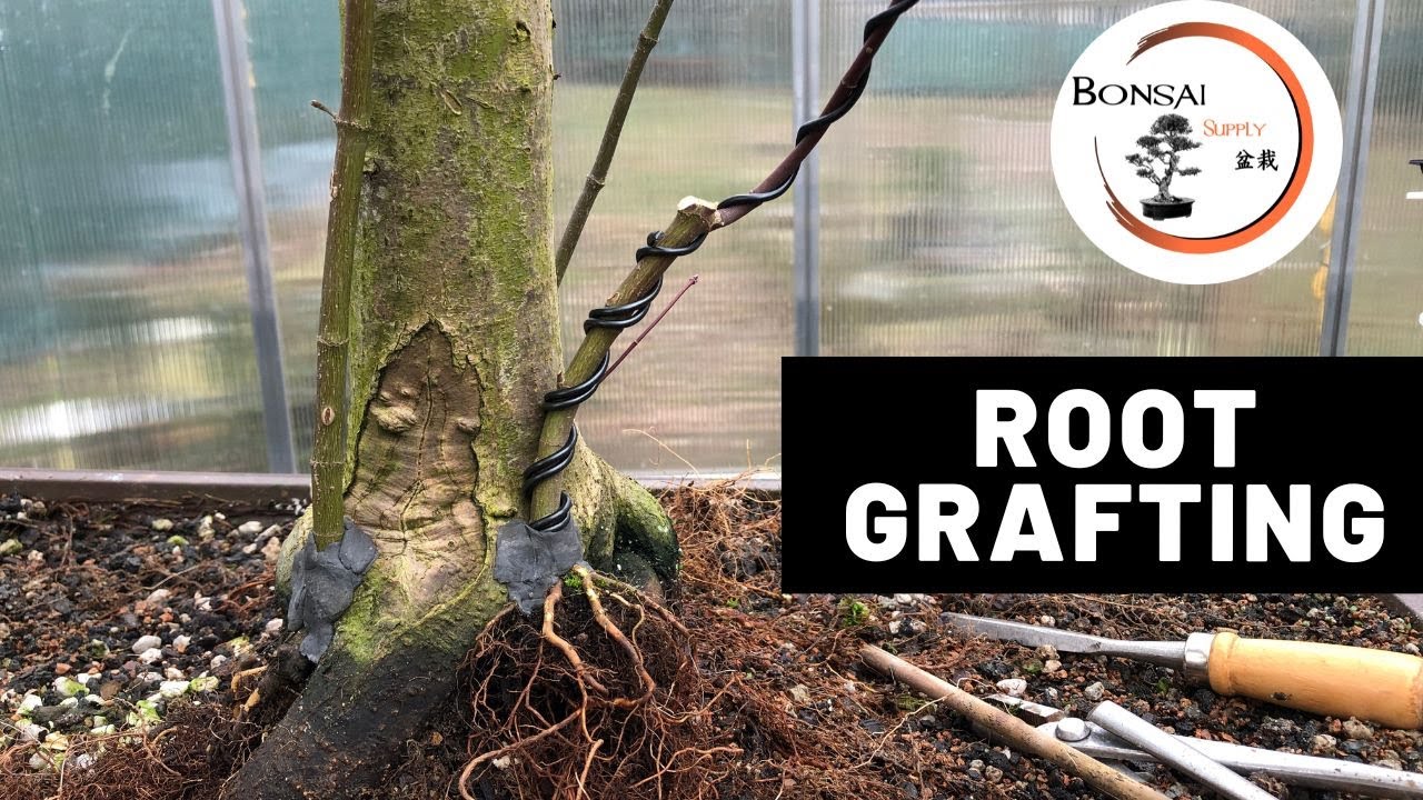 Root grafting | Bonsai Technique | The Bonsai Supply