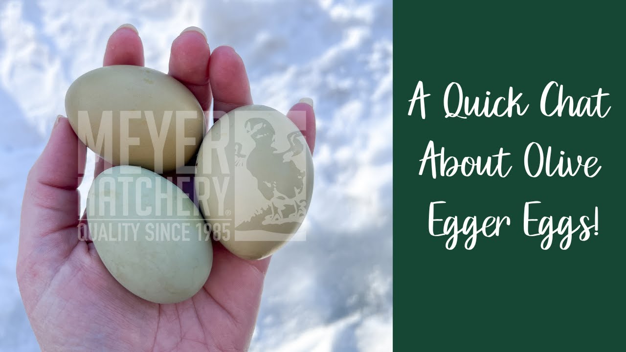 A Quick Chat About Olive Egger Eggs!