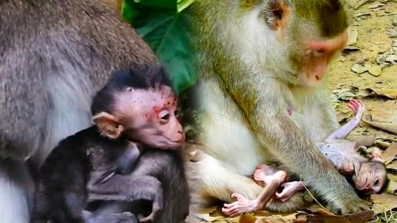 The baby monkey was hungry and increasingly exhausted from malnutrition.