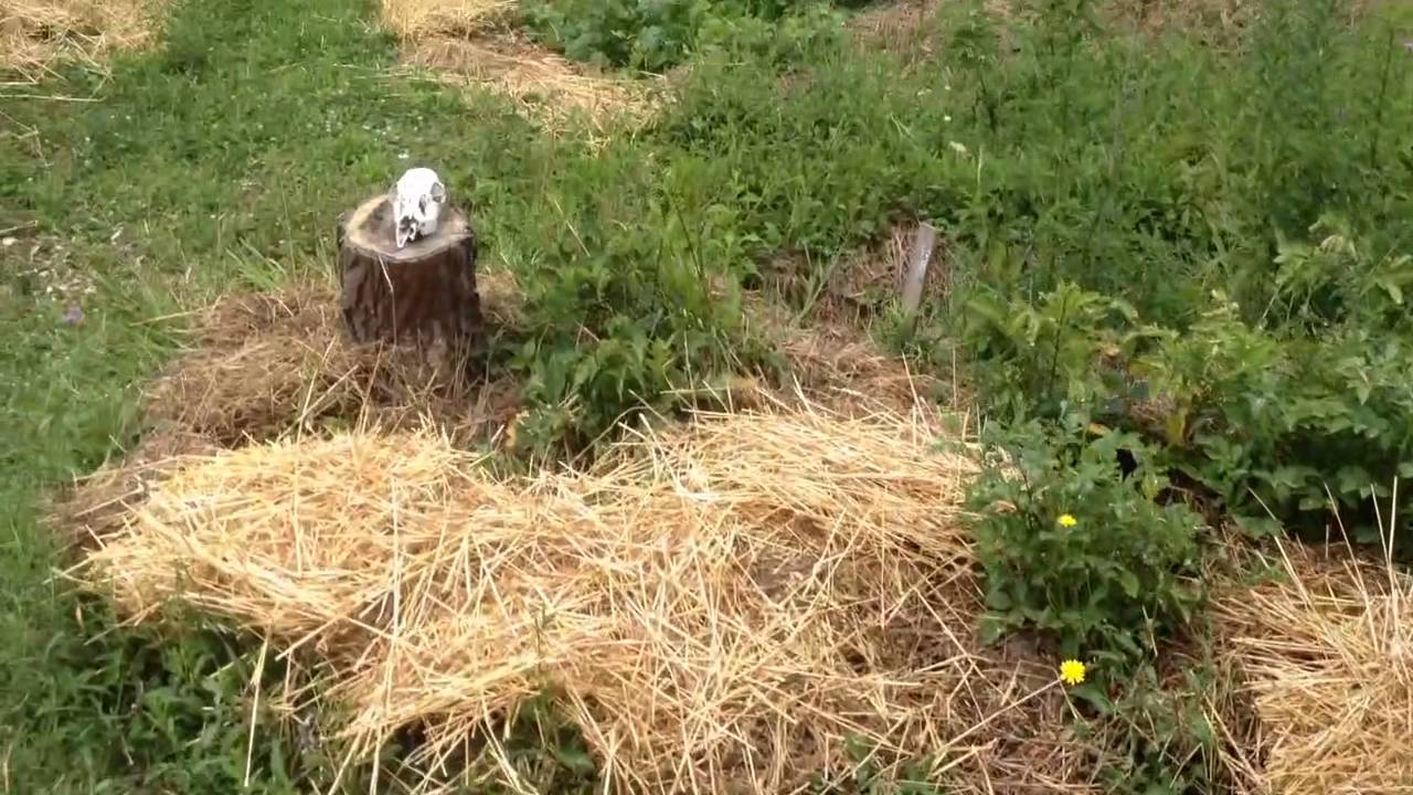 Raised bed creation - Hugelculture and Ruth Stout inspired