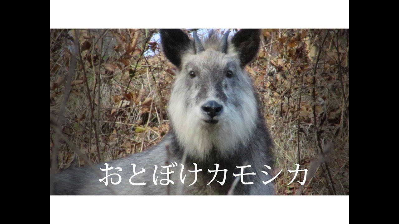 まるで緊張感のないカモシカ
