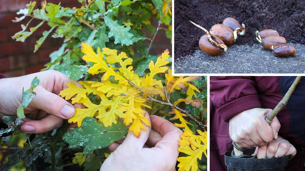 American vs English acorns and a Turkey oak