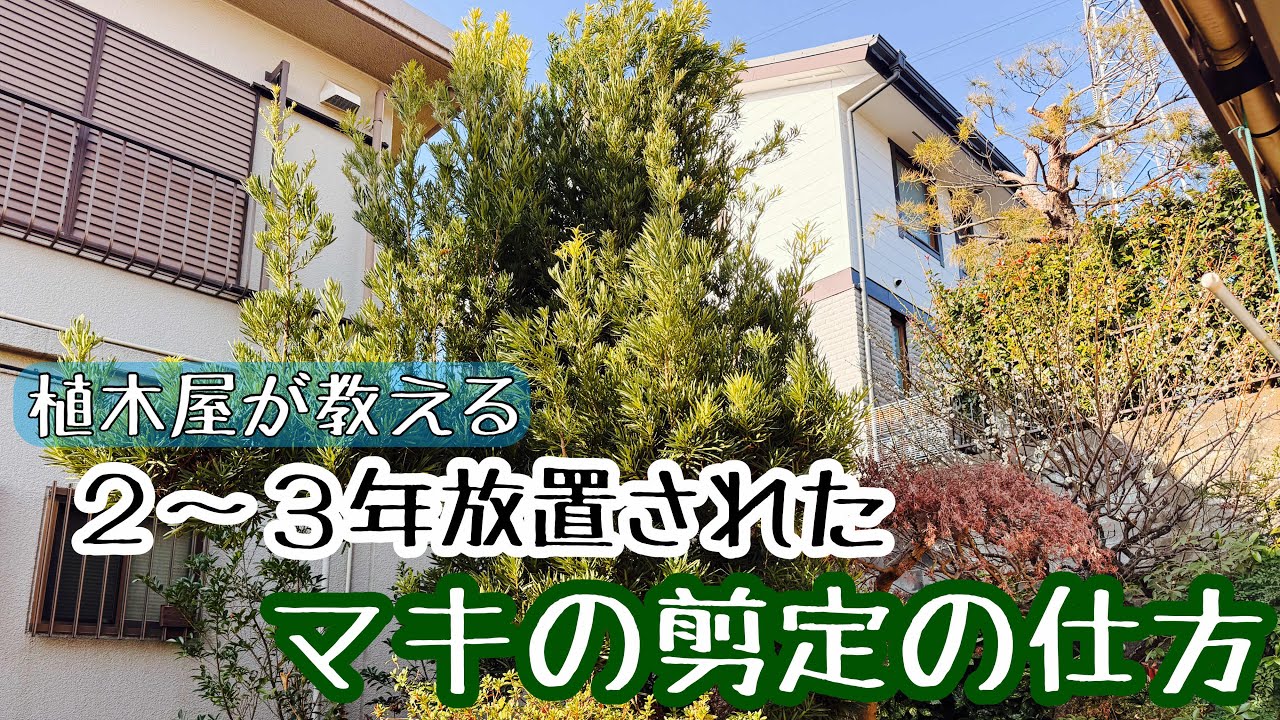 《植木屋が教える》2〜3年放置されたマキの剪定（切り方）解説